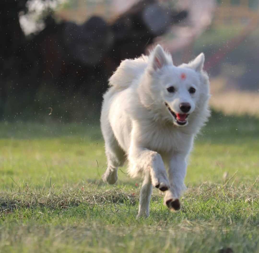 Pomeranian Dogs For Mating In Sambalpur