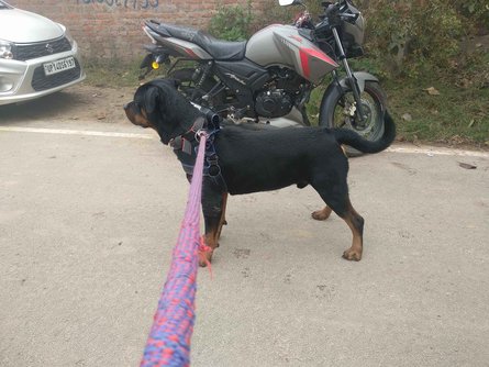 Rottweiler Dogs For Mating In Madurai