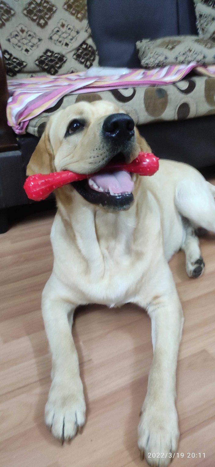 Labrador Retriever Dogs For Mating In Pune
