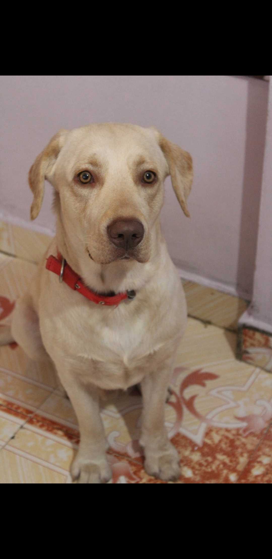 Labrador Retriever Dogs For  Mating In Bangalore