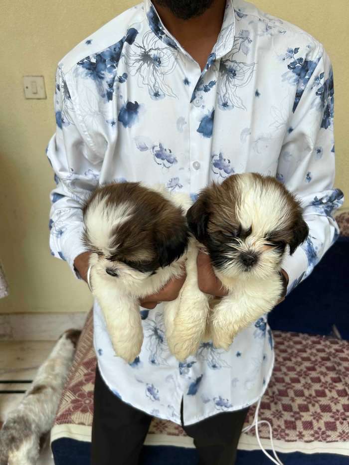 Shih Tzu For Sale In Bangalore