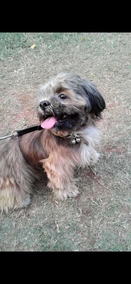 Lhasa Apso Dogs for Mating Dogs for Stud in Thane