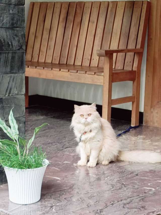 Persian For Sale In Malappuram