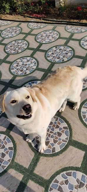 Labrador Retriever Dogs For Mating In Warangal