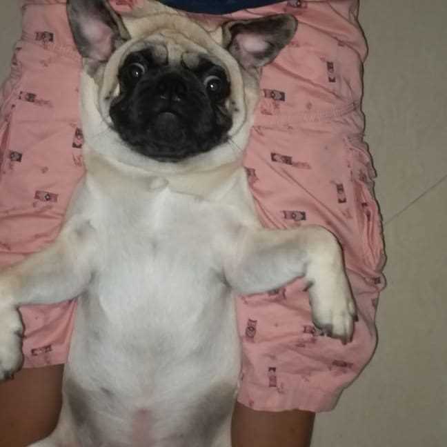 Pug Dogs For Mating In Mysore