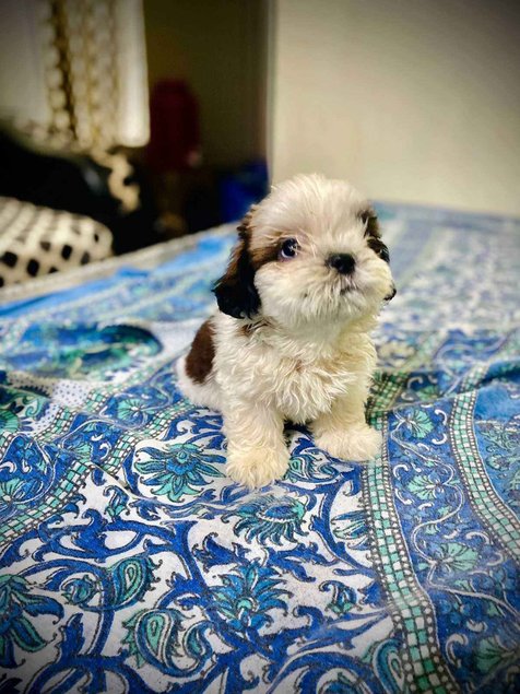 Shih Tzu For Sale In Pune
