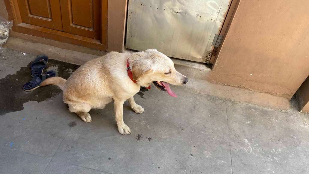 Labrador Retriever For Adoption In Chennai