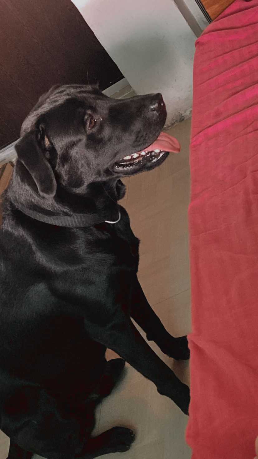 Labrador Retriever For Adoption In Ranchi