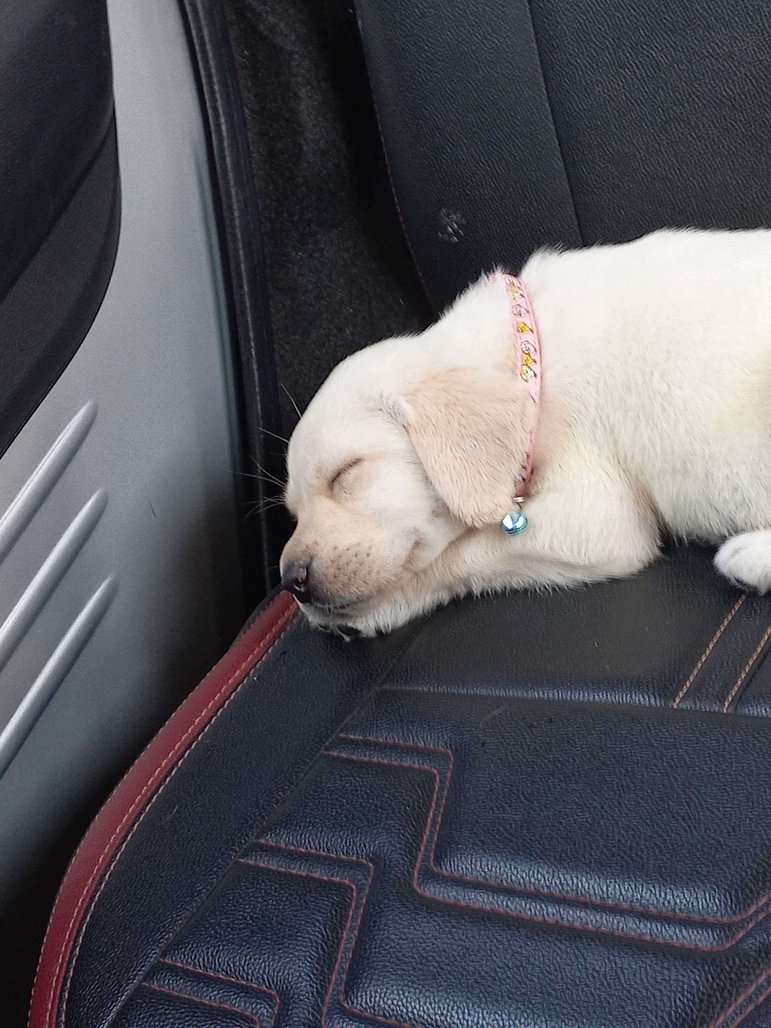 Labrador Retriever For Sale In Bhopal