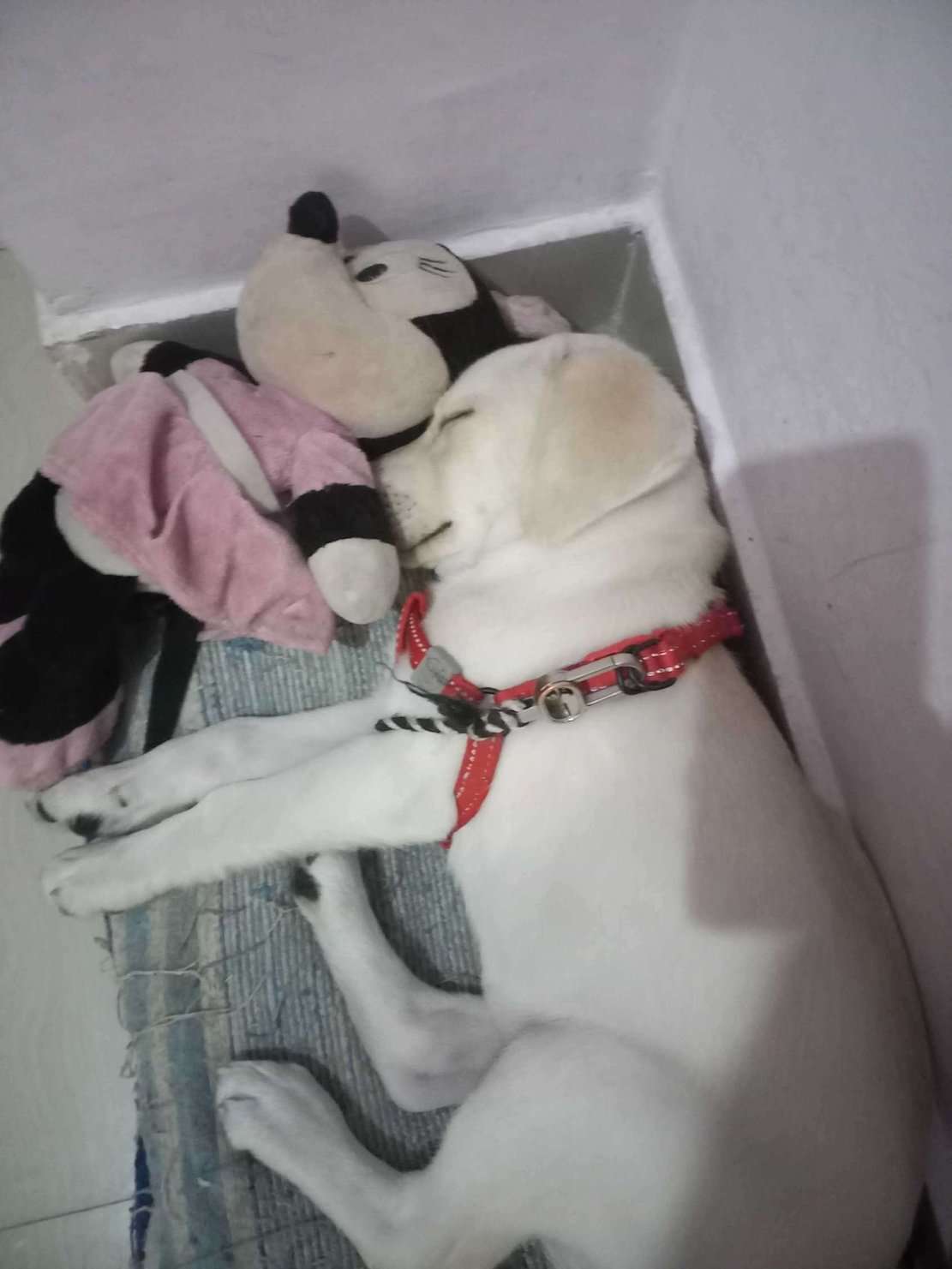 Labrador Retriever For Sale In Bhopal