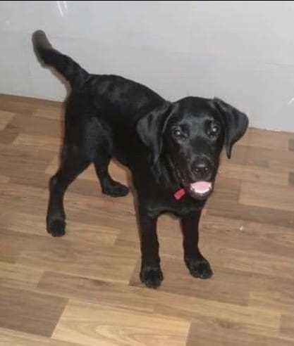 Labrador Retriever Dogs For Mating In Mumbai
