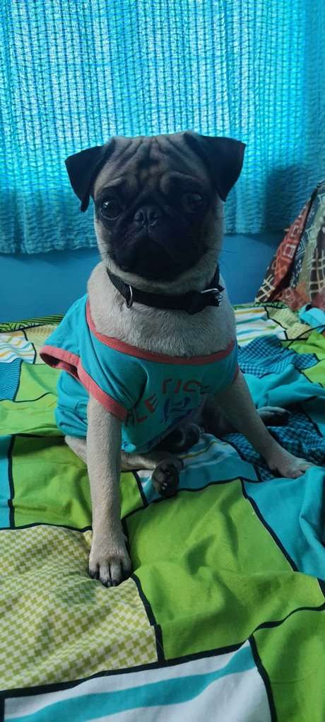 Pug Dogs For Mating In Chennai