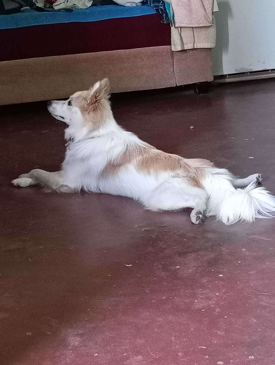 Pomeranian Dogs For Mating In Bangalore