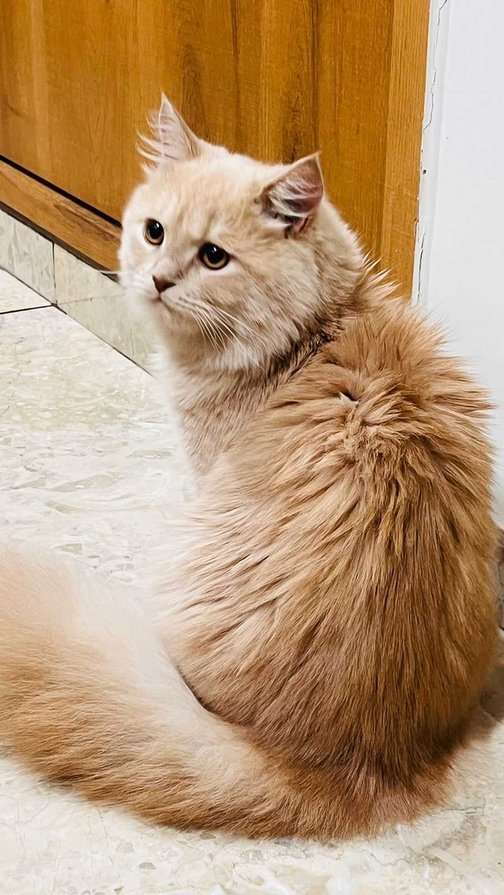 Persian For Sale In Rajkot