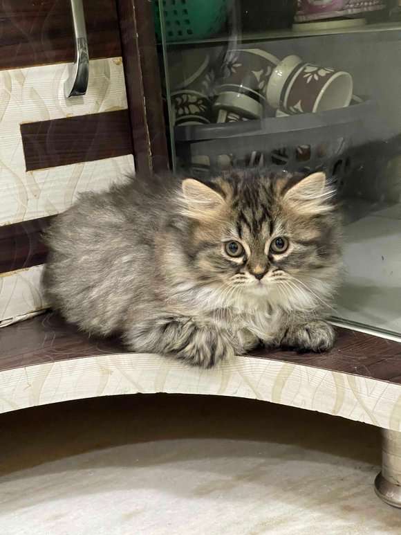Persian For Sale In Pune