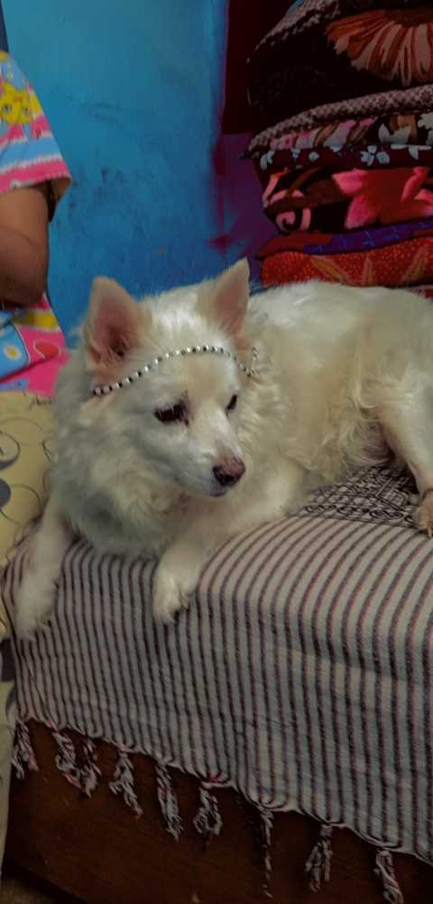 Pomeranian Dogs For Mating In Gurgaon