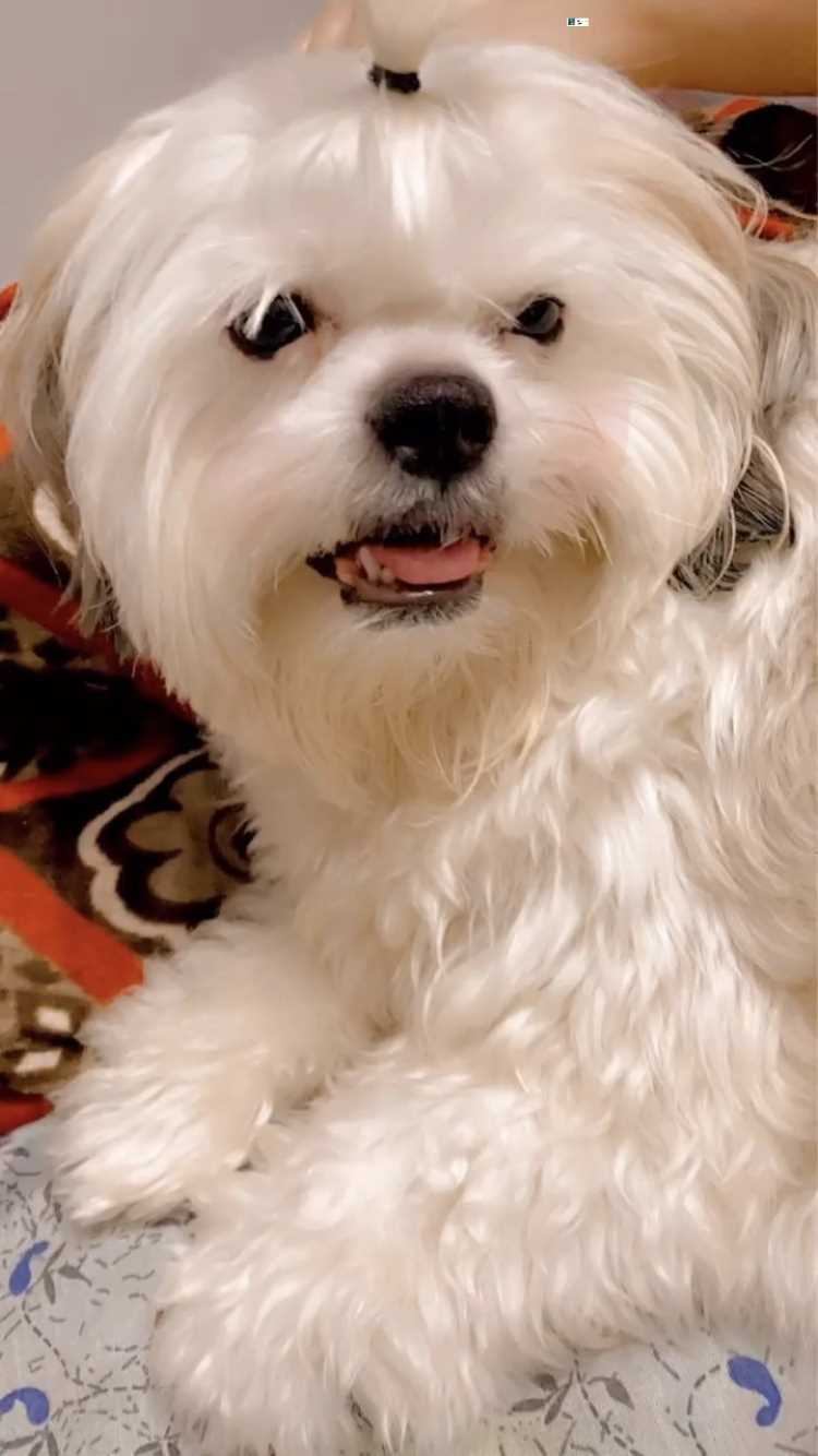 Maltese Dogs For  Mating In Gurgaon