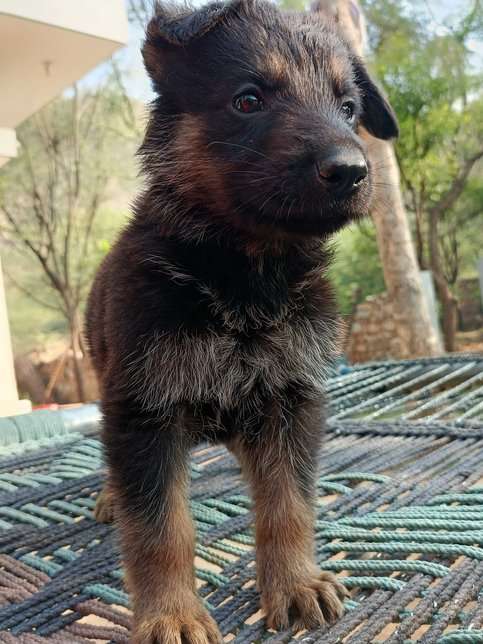 German Shepherd For Sale In Jaipur