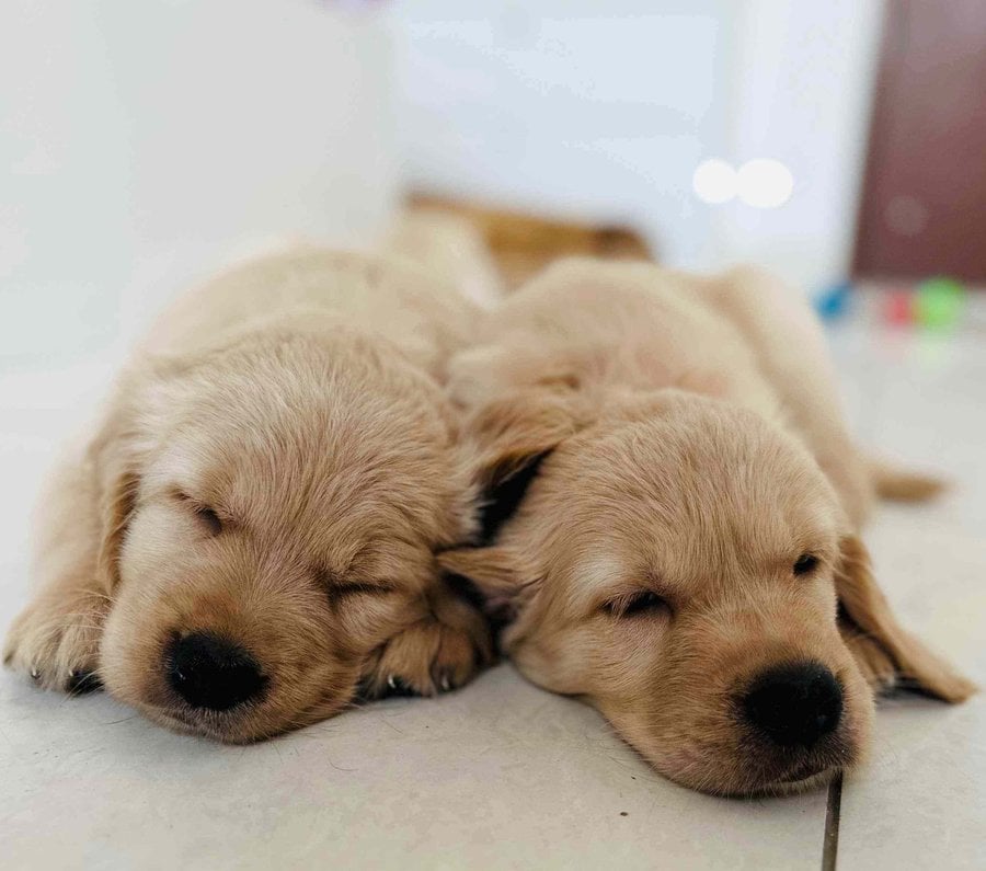 Golden Retriever For Sale In Hyderabad