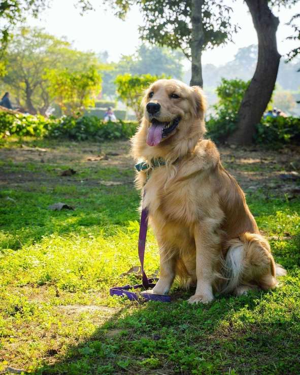 Golden Retriever Dogs For  Mating In Delhi