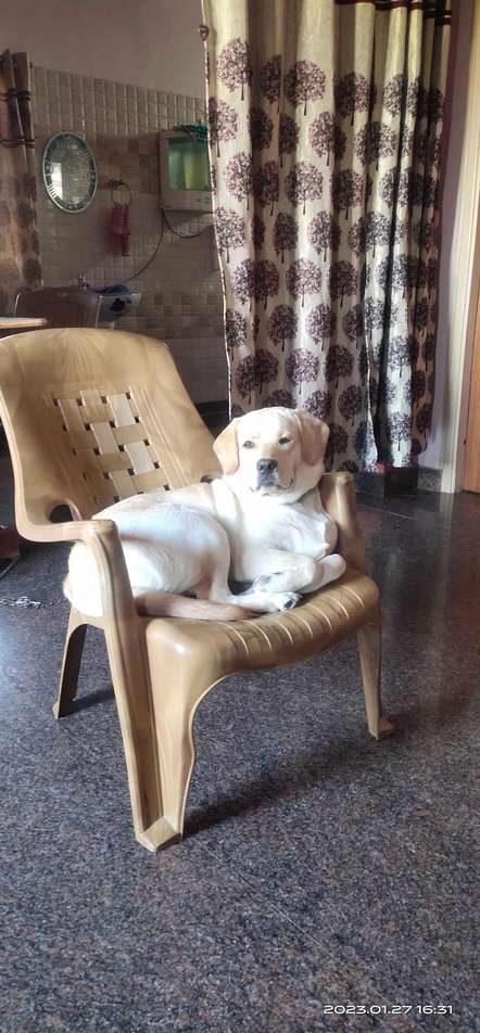 Labrador Retriever For Adoption In Tumkur