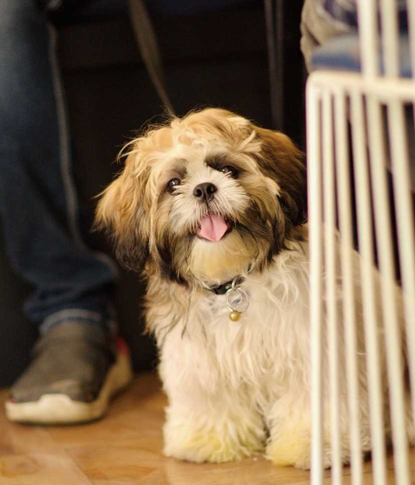 Shih Tzu Dogs For Mating In Hyderabad