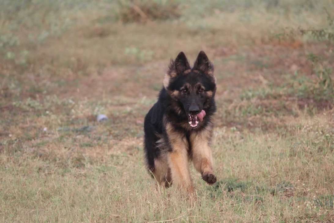 German Shepherd Dogs For Mating In Visakhapatnam