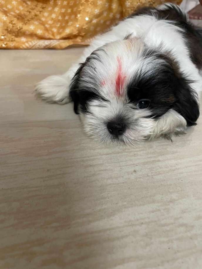 Shih Tzu For Sale In Hyderabad
