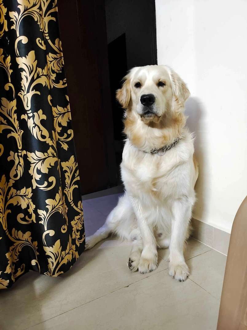 Golden Retriever Dogs For Mating In Bangalore