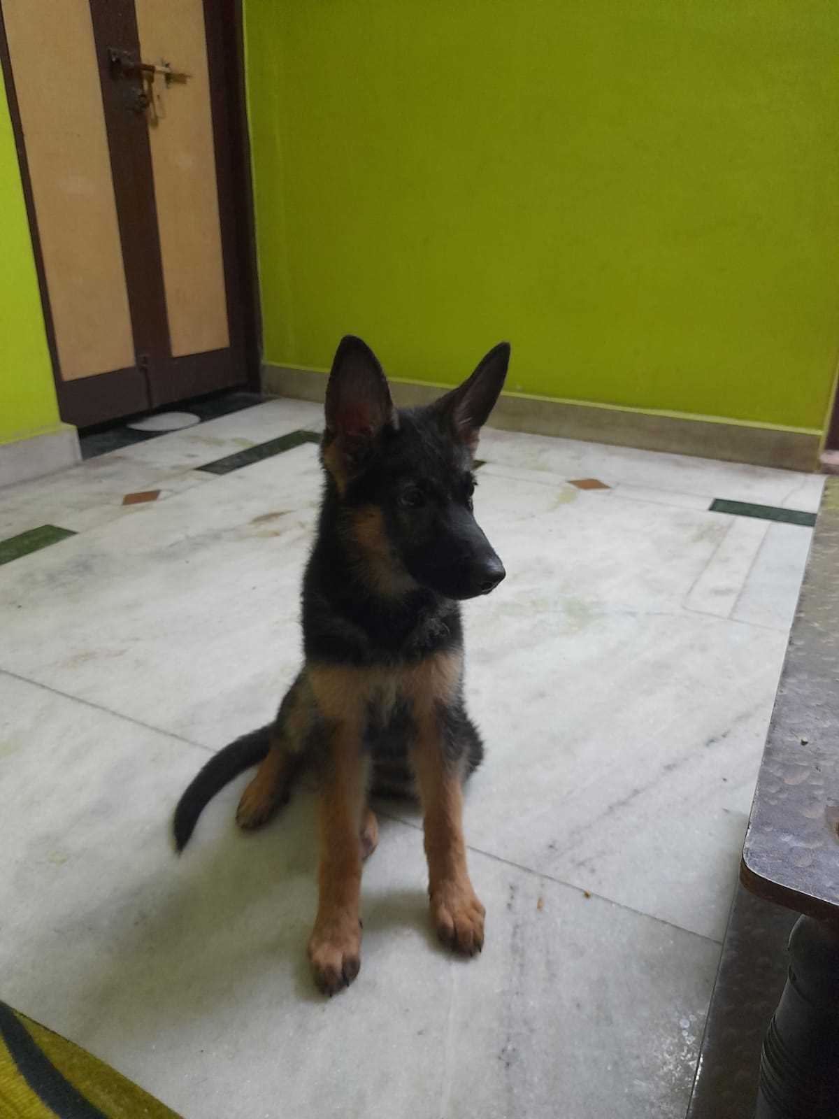 German Shepherd For Adoption In Chennai
