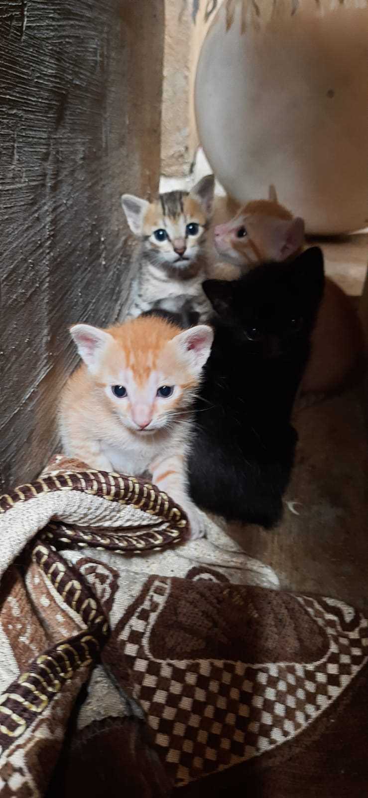 Indian Breed For Adoption In Bangalore