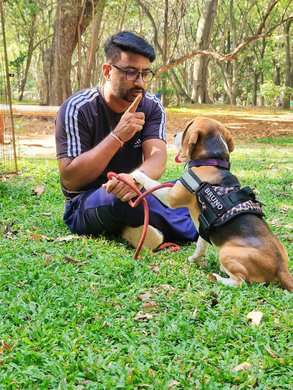 Beagle Dogs For Mating In Bangalore