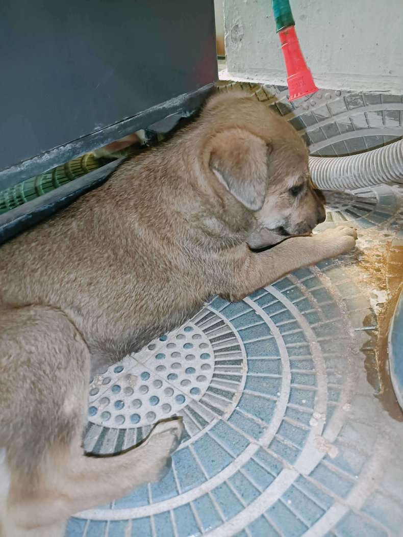 Indian Breed For Adoption In Raipur
