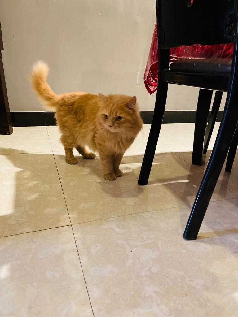 Persian For Sale In Lucknow