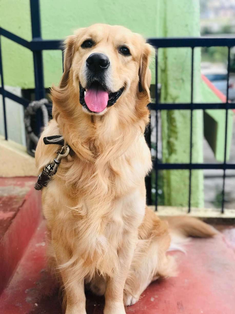 Golden Retriever Dogs For Mating In Bangalore