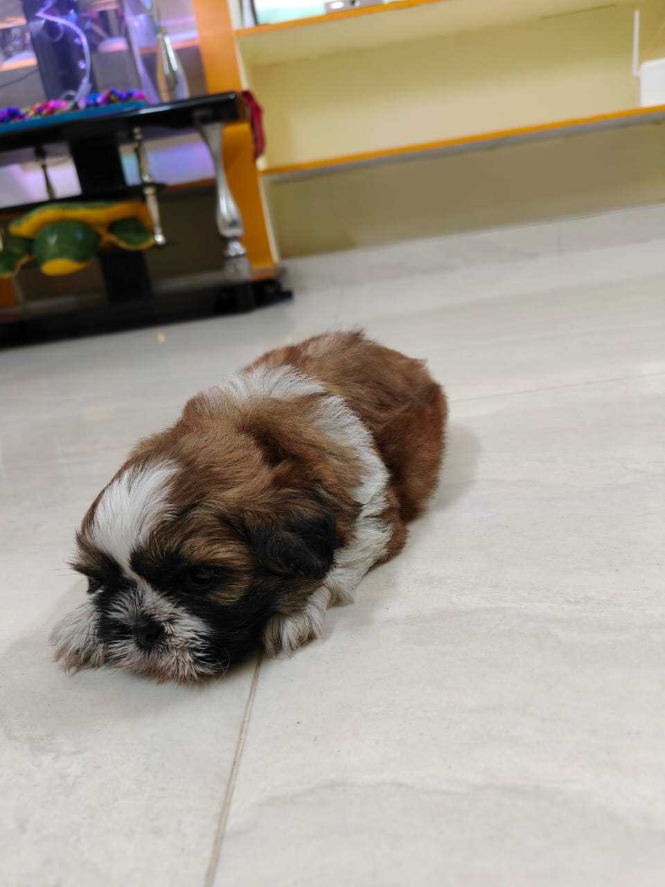 Shih Tzu For Sale In Chennai
