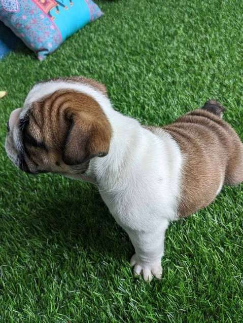 English Bulldog For Sale In Hyderabad