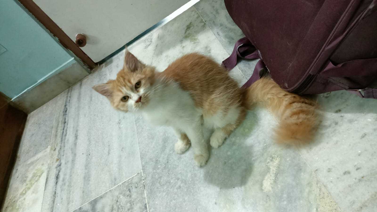 Persian For Sale In Hyderabad