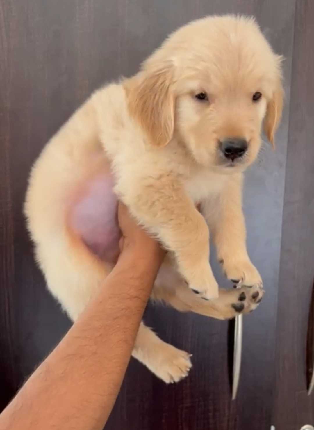 Golden Retriever For Sale In Coimbatore
