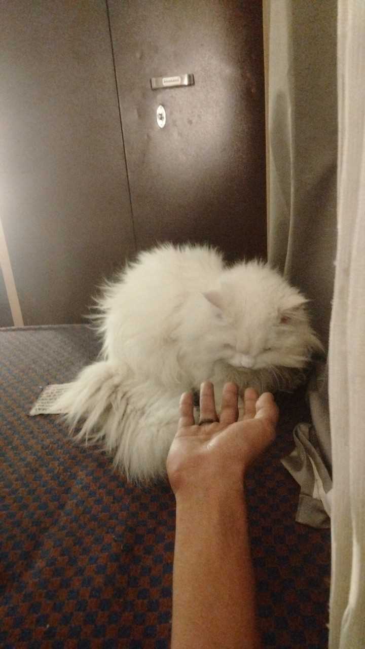 Persian Dogs For Mating In Chandigarh