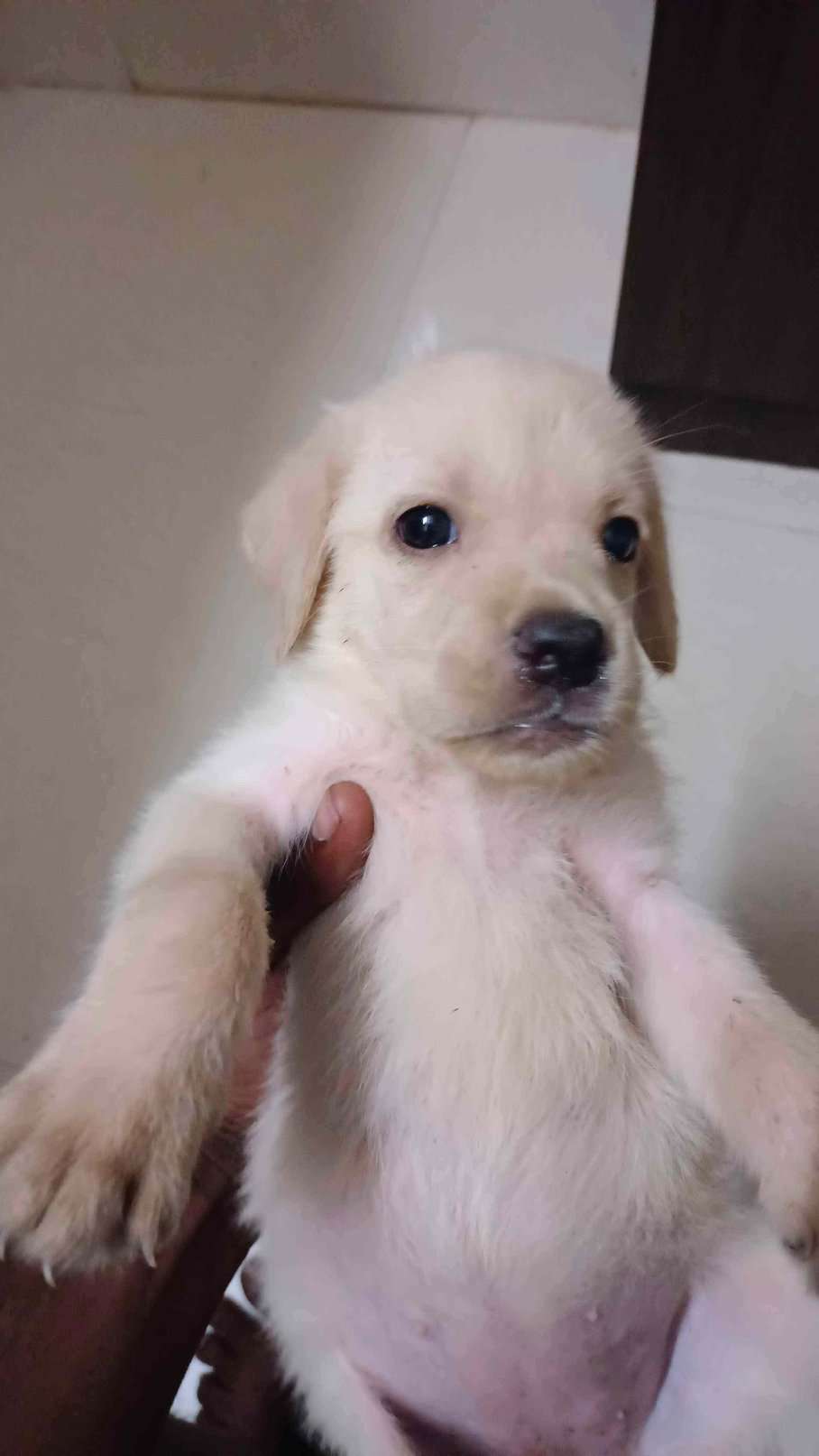 Labrador Retriever For Sale In Chennai