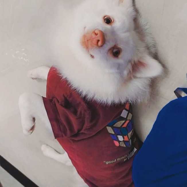 Pomeranian Dogs For Mating In Hyderabad