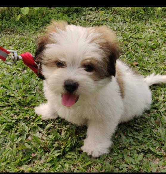 Shih Tzu For Sale In Bangalore