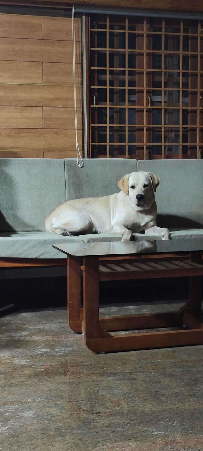Labrador Retriever Dogs For Mating In Coimbatore