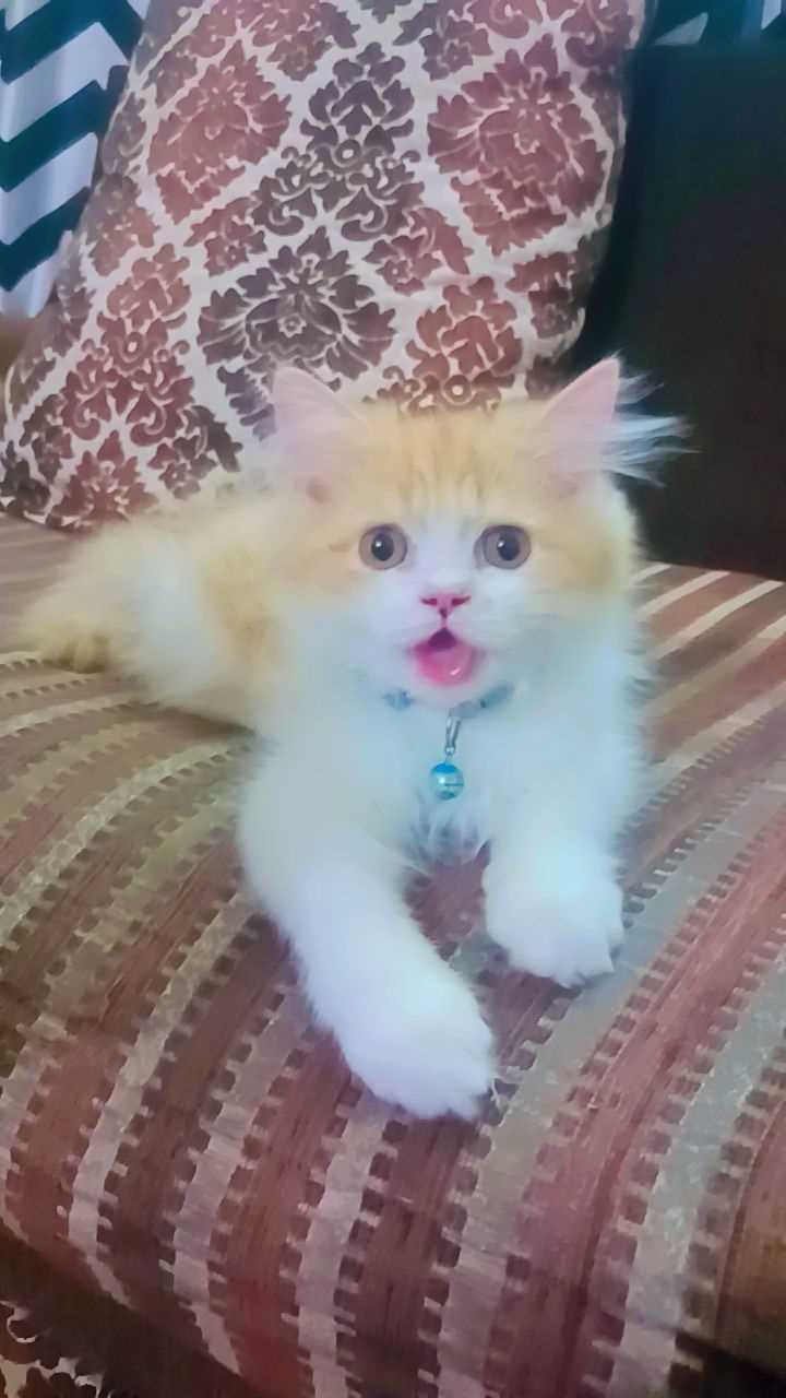 Persian For Sale In Hyderabad