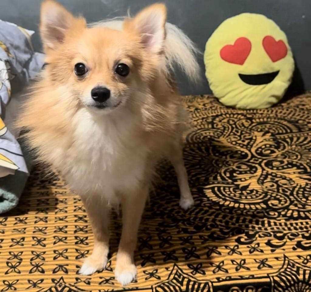 Pomeranian Dogs For Mating In Bangalore