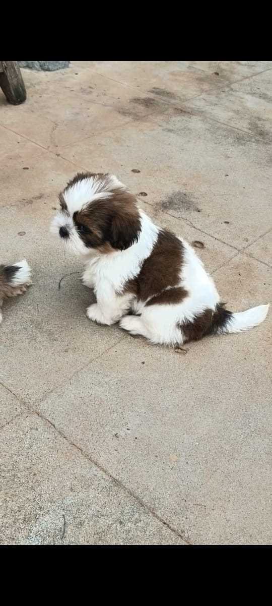 Shih Tzu For Sale In Pondicherry