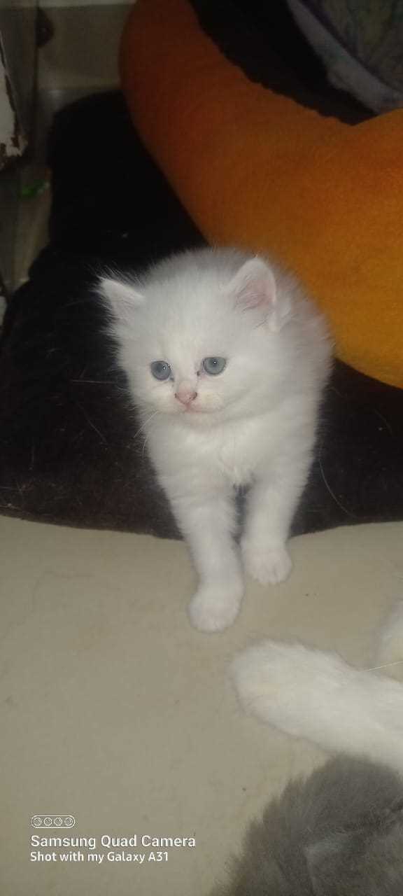 Persian For Sale In Pune