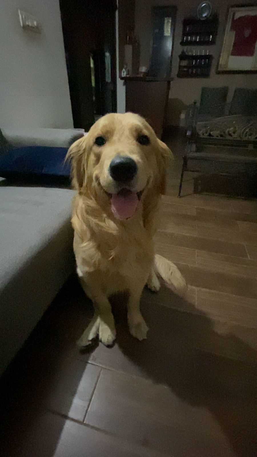 Golden Retriever Dogs For Mating In Delhi