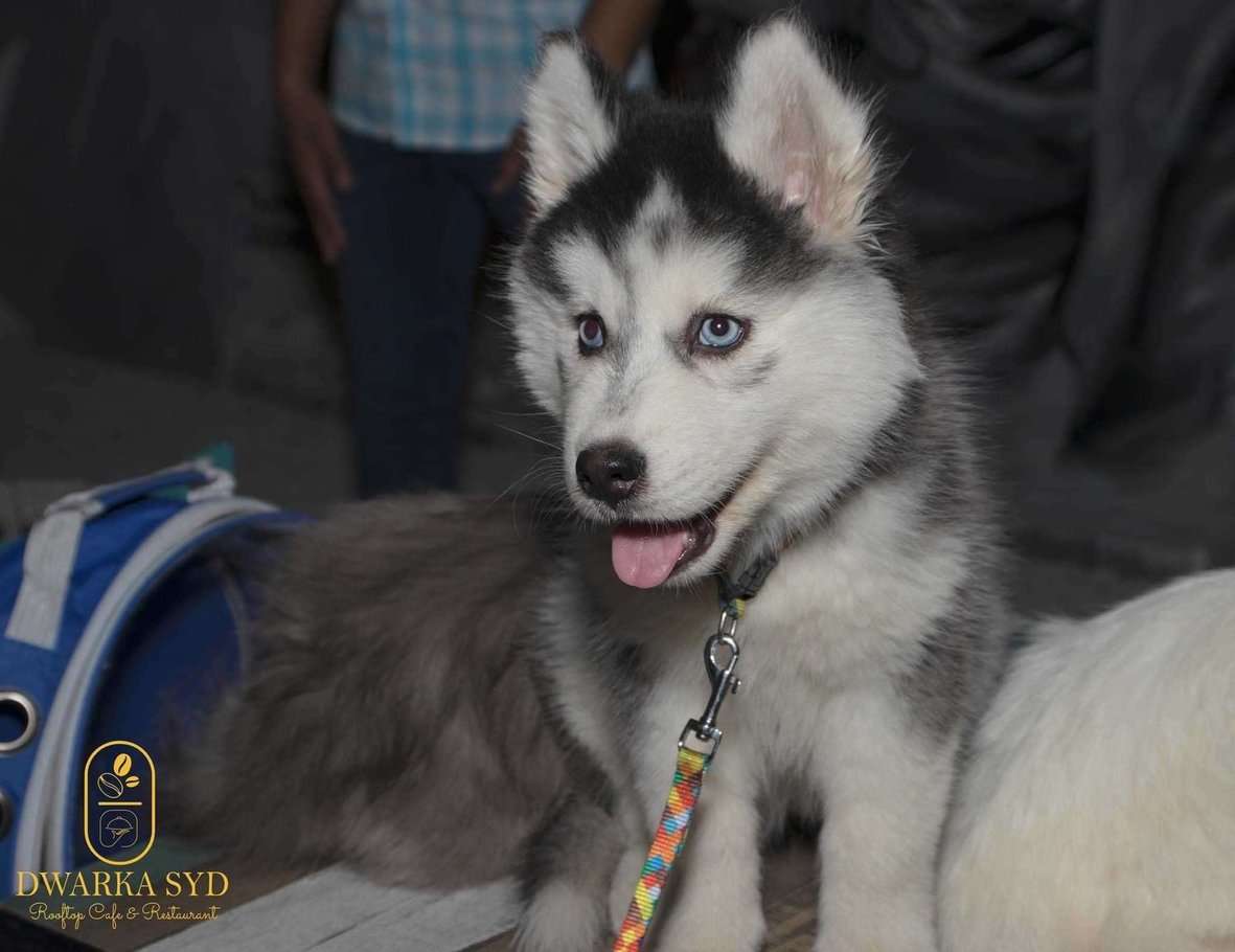 Siberian husky blue eyes price cheap